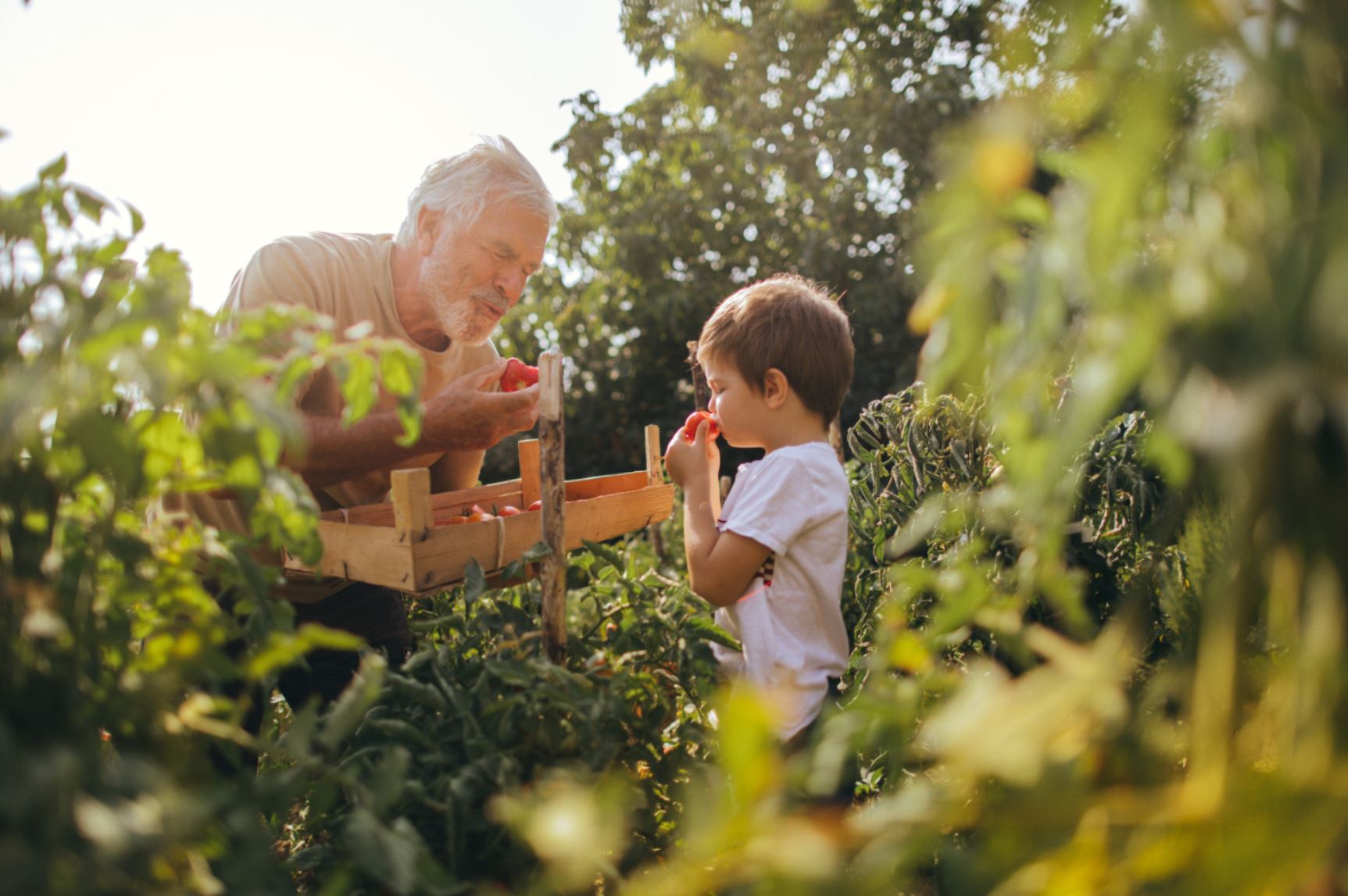 Un vieil homme et un enfant dans un potager